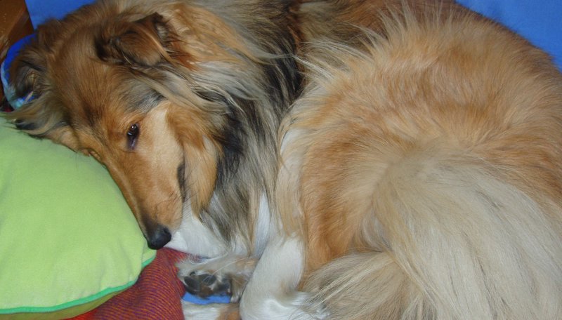 Owczarek Szkocki Collie
